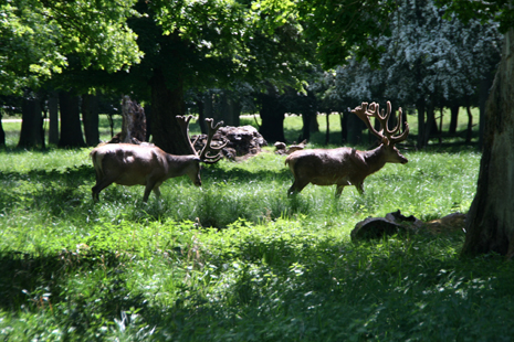 Dyrehavsbakken or Deer Park Hill in Klampenborg 
